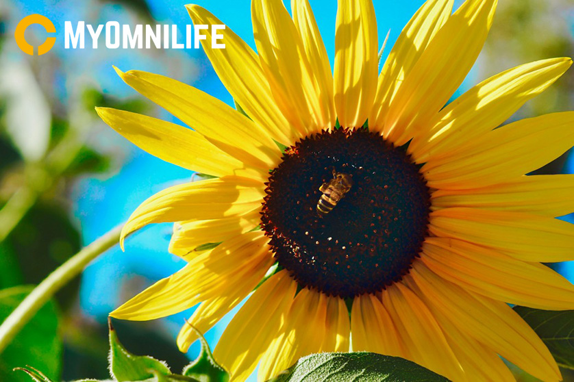 Controla Tus Alergias